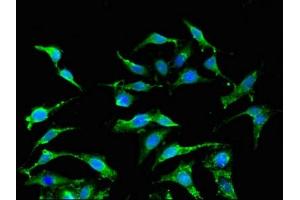 Immunofluorescent analysis of Hela cells using ABIN7156561 at dilution of 1:100 (IFNA2 抗体  (AA 24-188))
