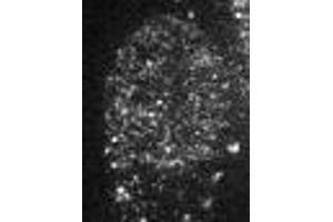 Immunofluorescence (IF) image for anti-Chromobox Homolog 1 (CBX1) (AA 176-185) antibody (ABIN2452034) (CBX1 抗体  (AA 176-185))