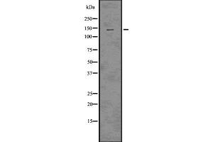 Western blot analysis of Raptor using HT-29 whole cell lysates (Raptor 抗体  (C-Term))
