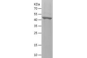 Western Blotting (WB) image for Fibroblast Growth Factor 13 (FGF13) (AA 10-245) protein (His-IF2DI Tag) (ABIN7122922)