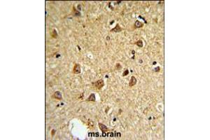 DIO2 Antibody IHC analysis in formalin fixed and paraffin embedded mouse brain followed by peroxidase conjugation of the secondary antibody and DAB staining. (DIO2 抗体  (AA 165-191))