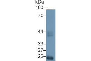 Western blot analysis of Mouse Testis lysate, using Mouse HEXa Antibody (1 µg/ml) and HRP-conjugated Goat Anti-Rabbit antibody ( (Hexosaminidase A 抗体  (AA 319-528))