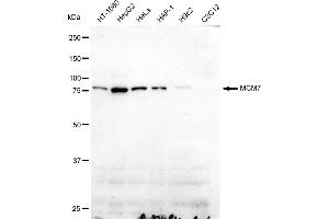 anti-Minichromosome Maintenance Complex Component 7 (MCM7) antibody