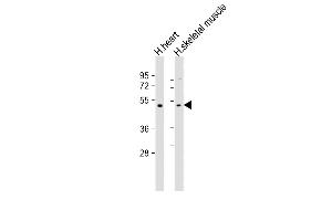 All lanes : Anti-TRIM55 Antibody (Center) at 1:2000 dilution Lane 1: human heart lysate Lane 2: human skeletal muscle lysate Lysates/proteins at 20 μg per lane. (TRIM55 抗体  (AA 216-250))