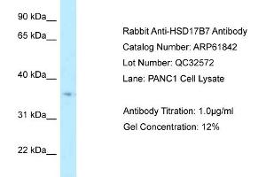 Western Blotting (WB) image for anti-Hydroxysteroid (17-Beta) Dehydrogenase 7 (HSD17B7) (Middle Region) antibody (ABIN2788922) (HSD17B7 抗体  (Middle Region))