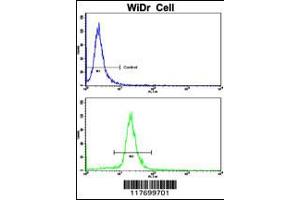 Flow cytometric analysis of WiDr cells using AXL Antibody(bottom histogram) compared to a negative control cell (top histogram).