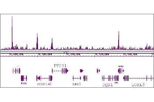 KLF5 antibody (pAb) tested by ChIP-Seq. (KLF5 抗体  (N-Term))
