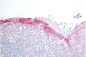 ABIN184852 (10µg/ml) staining of paraffin embedded Human Tonsil.