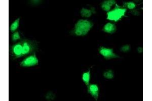 Anti-NDEL1 mouse monoclonal antibody (ABIN2454872) immunofluorescent staining of COS7 cells transiently transfected by pCMV6-ENTRY NDEL1 (RC212323). (NDEL1 抗体)