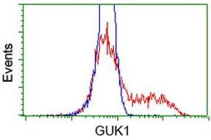 HEK293T cells transfected with either RC202510 overexpress plasmid (Red) or empty vector control plasmid (Blue) were immunostained by anti-GUK1 antibody (ABIN2454435), and then analyzed by flow cytometry. (GUK1 抗体)