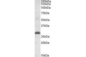 Image no. 1 for anti-Placenta Growth Factor (PGF) (Internal Region) antibody (ABIN452687) (PLGF 抗体  (Internal Region))