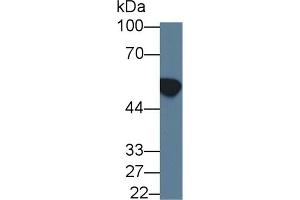 Western Blot; Sample: Human K562 cell lysate; ;Primary Ab: 1µg/ml Rabbit Anti-Human ALDH3A1 Antibody;Second Ab: 0.