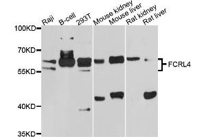 Western blot analysis of extracts of various cell lines, using FCRL4 antibody (ABIN5997732) at 1/1000 dilution. (FCRL4 抗体)
