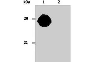 Western blotting analysis of MHC Class II in whole cell lysate of Raji human Burkitt lymphoma cell line using HLA - DR/HLA - DP monoclonal antibody, clone MEM - 136  . (HLA-DPB1 抗体)