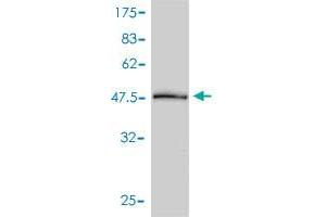 Western Blotting (WB) image for anti-Proteasome (Prosome, Macropain) Activator Subunit 2 (PA28 Beta) (PSME2) (AA 1-239) antibody (ABIN562498)