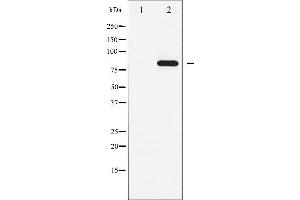 Western blot analysis of STAT5A phosphorylation expression in EGF treated HeLa whole cell lysates,The lane on the left is treated with the antigen-specific peptide. (STAT5A 抗体  (pTyr694))