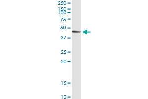 SIRT7 MaxPab rabbit polyclonal antibody. (SIRT7 抗体  (AA 1-400))
