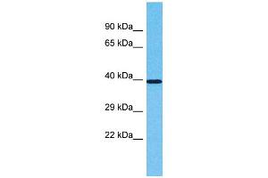 Western Blotting (WB) image for anti-Olfactory Receptor, Family 2, Subfamily L, Member 2 (OR2L2) (C-Term) antibody (ABIN2791723)