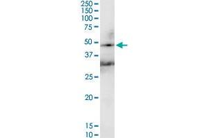 HAVCR1 MaxPab rabbit polyclonal antibody. (HAVCR1 抗体  (AA 1-364))