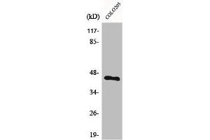 Western Blot analysis of COLO205 cells using BMP-8A Polyclonal Antibody (BMP8A 抗体  (C-Term))