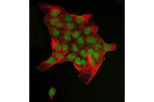 IF analysis of C-Jun/JUN using anti-C-Jun/JUN antibody (ABIN7601421) and anti-Beta Tubulin antibody (ABIN7602743). (C-JUN 抗体  (AA 35-331))