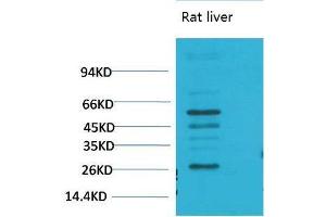 Western Blot (WB) analysis of Rat LiverTissue using TGFbeta1 Polyclonal Antibody. (TGFB1 抗体)