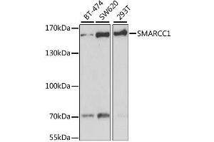 Western blot analysis of extracts of various cell lines, using SMARCC1 antibody. (SMARCC1 抗体  (AA 80-320))