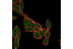 Immunofluorescence Analysis of PFA-fixed HeLa cells using SMNDC1 Mouse Monoclonal Antibody (PCRP-SMNDC1-1A9) followed by goat anti-mouse IgG-CF488 (green). (SMNDC1 抗体)