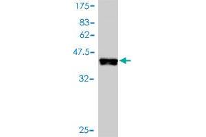 Western Blot detection against Immunogen (38. (MAPK12 抗体  (AA 251-367))