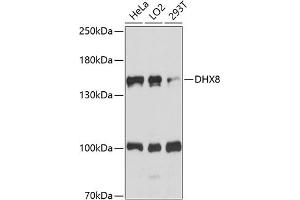 Western blot analysis of extracts of various cell lines, using DHX8 antibody (ABIN7266710) at 1:1000 dilution. (DHX8 抗体  (AA 1001-1220))