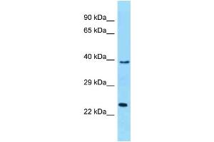 WB Suggested Anti-MUTED Antibody Titration: 1. (MUTED 抗体  (C-Term))