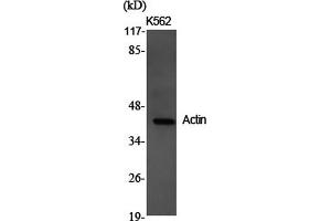 Western Blot analysis of K562 cells using Actin Polyclonal Antibody at dilution of 1:2000. (Actin 抗体)