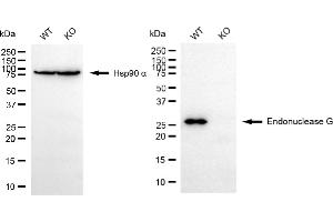 Western blotting analysis using endonuclease G antibody (ABIN7798441). (Recombinant Endonuclease G 抗体)