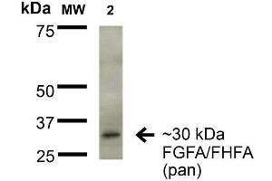 Western Blot analysis of Rat Brain Membrane showing detection of ~30 kDa FGFA/FHFA (pan) protein using Mouse Anti-FGFA/FHFA (pan) Monoclonal Antibody, Clone S235-22 . (FGF13 抗体  (AA 2-18) (Biotin))