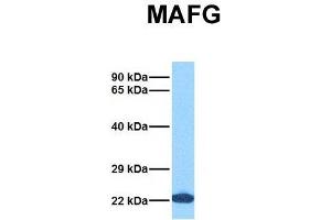 Host:  Rabbit  Target Name:  MAFG  Sample Tissue:  Human 293T  Antibody Dilution:  1. (Mafg 抗体  (N-Term))