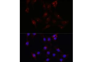 Immunofluorescence analysis of NIH/3T3 cells using PCM1 Rabbit pAb  at dilution of 1:100 (40x lens). (PCM1 抗体  (AA 1-260))