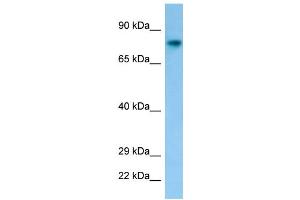 Host: Rabbit Target Name: Fam189b Antibody Dilution: 1. (FAM189B 抗体  (C-Term))
