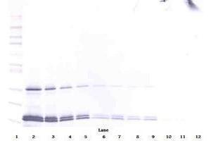 Image no. 5 for anti-Interleukin 16 (IL16) antibody (ABIN465148) (IL16 抗体)