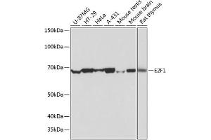 Western blot analysis of extracts of various cell lines, using E2F1 antibody (ABIN7266873) at 1:1000 dilution. (E2F1 抗体)