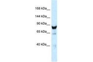 Image no. 1 for anti-Dynamin 3 (DNM3) (C-Term) antibody (ABIN6747340) (Dynamin 3 抗体  (C-Term))