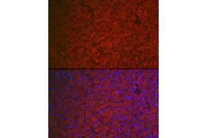 Immunofluorescence (IF) image for anti-Follicle Stimulating Hormone Receptor (FSHR) (AA 631-695) antibody (ABIN3022002)