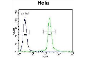 UNK Antibody (N-term) flow cytometric analysis of Hela cells (right histogram) compared to a negative control cell (left histogram). (UNK 抗体  (N-Term))