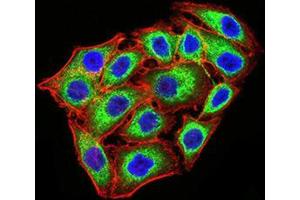 Immunofluorescence analysis of MCF-7 cells using KDM1A mouse mAb (green). (LSD1 抗体  (AA 55-263))