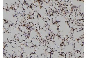 ABIN6261837 and ABIN6269100 at 1/100 staining Mouse lung tissue by IHC-P.