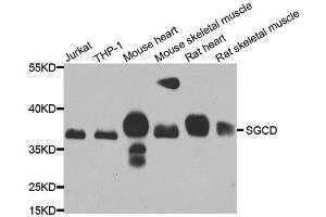 Western blot analysis of extracts of various cell lines, using SGCD antibody. (SGCD 抗体  (AA 61-290))