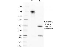 SDS-PAGE Analysis Purified Pan-Nuclear Antigen Monoclonal Antibody (NM106). (Nuclear Antigen (Pan-Nuclear Marker) 抗体)