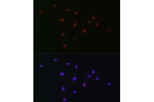 Immunofluorescence analysis of C6 cells using SOX10 Rabbit pAb (ABIN6134484, ABIN6148289 and ABIN7101829) at dilution of 1:100 (40x lens). (SOX10 抗体)