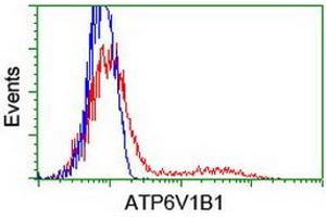 Flow Cytometry (FACS) image for anti-ATPase, H+ Transporting, Lysosomal 56/58kDa, V1 Subunit B1 (ATP6V1B1) antibody (ABIN1496775) (ATP6V1B1 抗体)
