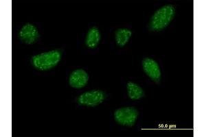 Immunofluorescence of purified MaxPab antibody to BLZF1 on HeLa cell. (BLZF1 抗体  (AA 1-400))