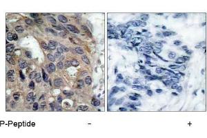 Image no. 1 for anti-Nuclear Receptor Coactivator 1 (NCOA1) (pTyr529) antibody (ABIN196876) (NCOA1 抗体  (pTyr529))